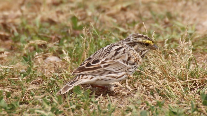 Sparrow, Savannah (Texas)