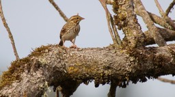 Sparrow, Savannah (Washington)2