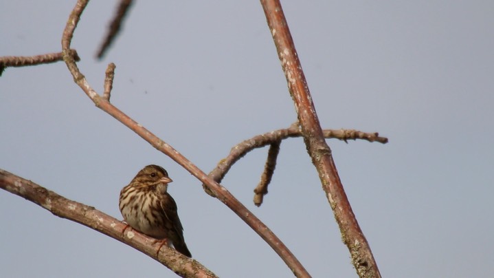 Sparrow, Savannah (Washington) 1