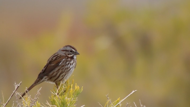 Sparrow, Song (Summer Lake, Oregon)