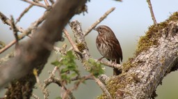 Sparrow, Song (Washington) 1