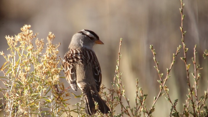 Sparrow, White-crowned (Oregon) 1