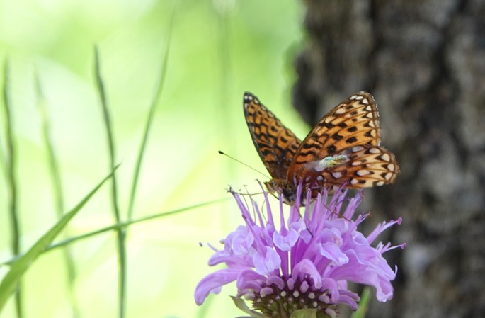 Speyeria hesperis, Northwestern Fritillary, Railroad Canyon, Black Range, July 23, 2017