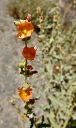 Sphaeralcea, Baja California2