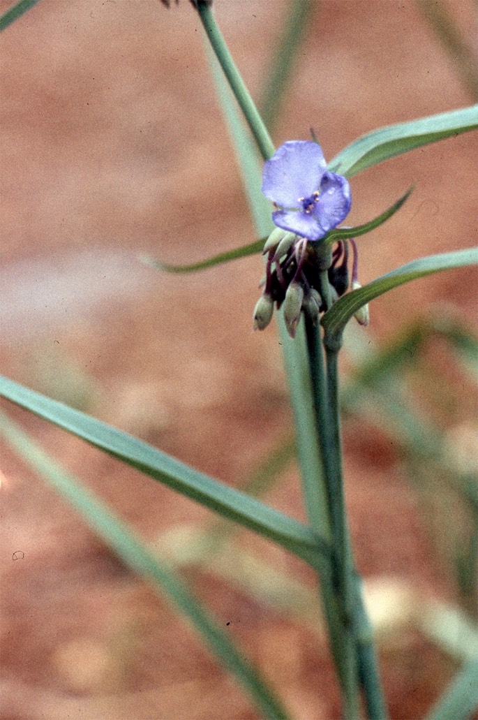 spiderwort723