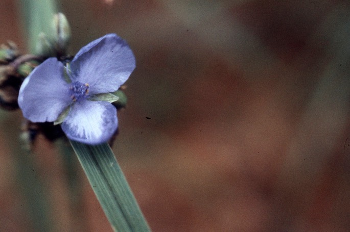 spiderwort724