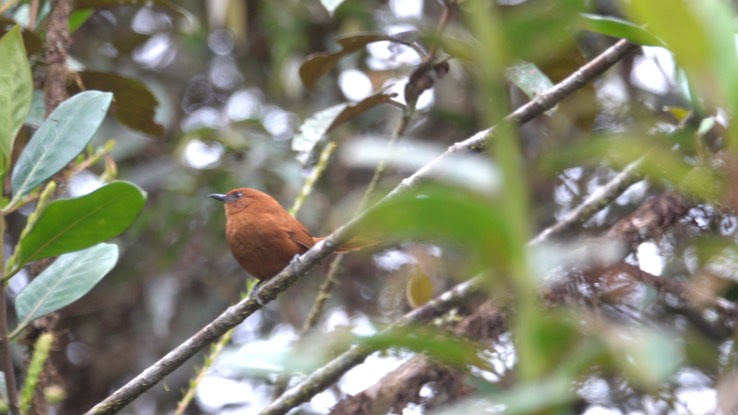 Spinetail, (Colombian) Rufous  (Cerro Montezuma, Colombia) 1