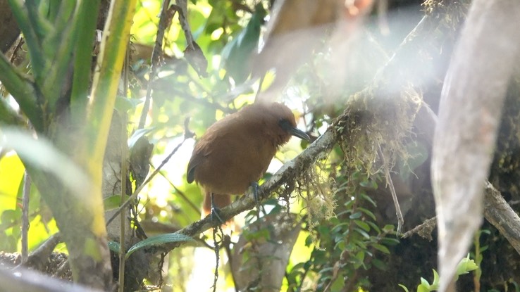 Spinetail, (Colombian) Rufous  (Cerro Montezuma, Colombia) 2