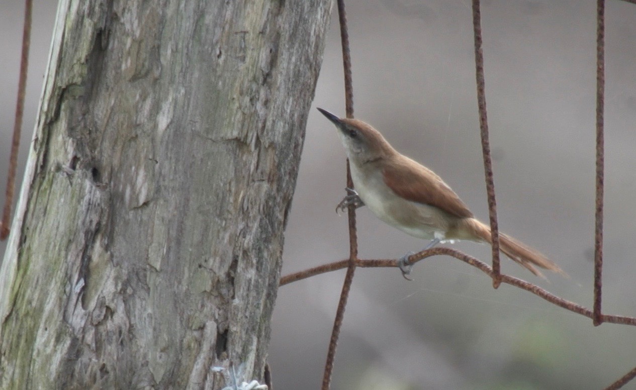 Spinetail, Yellow-chinned 2