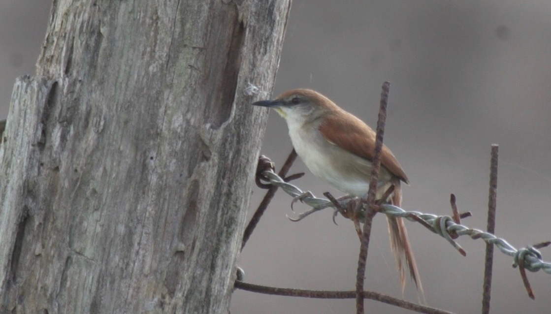 Spinetail, Yellow-chinned