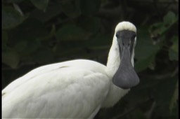 Spoonbill, Royal 1