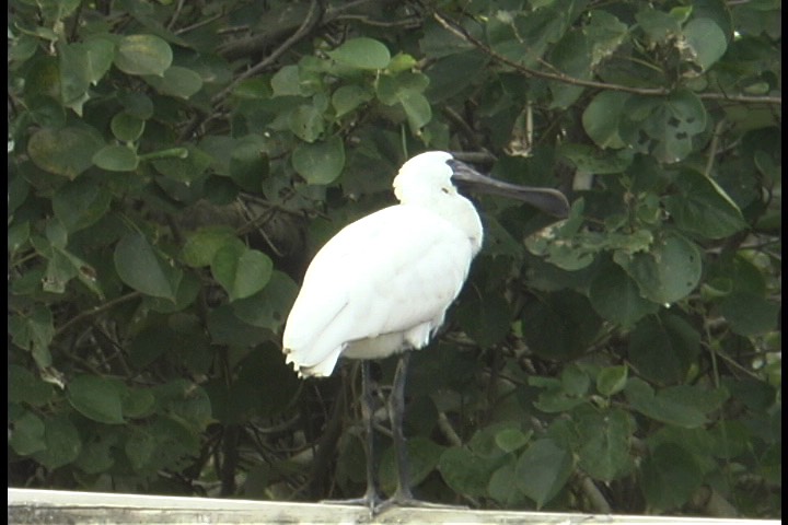 Spoonbill, Royal 2