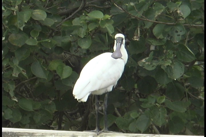 Spoonbill, Royal 3