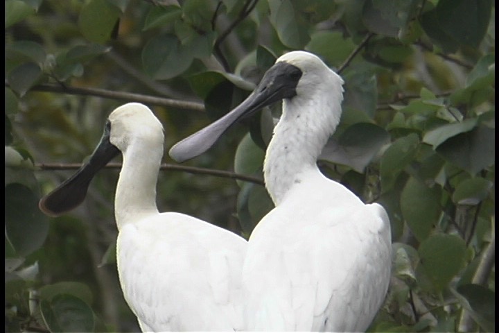 Spoonbill, Royal 5