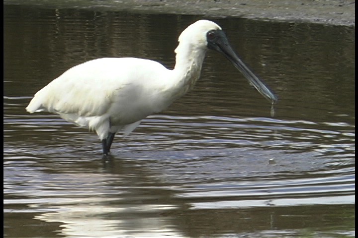 Spoonbill, Royal 6