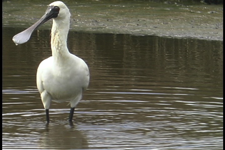 Spoonbill, Royal 7