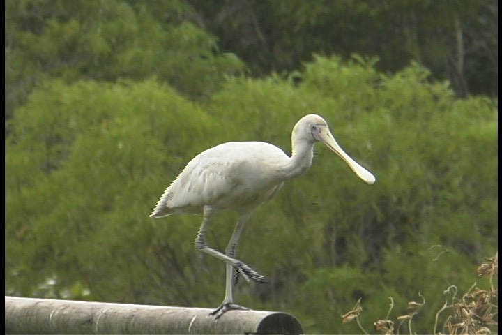 Spoonbill, Yellow-billed 1