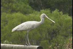 Spoonbill, Yellow-billed 2