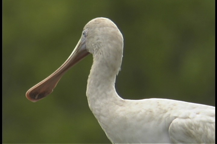 Spoonbill, Yellow-billed 3