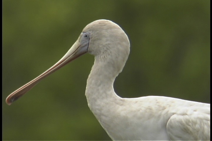 Spoonbill, Yellow-billed 4