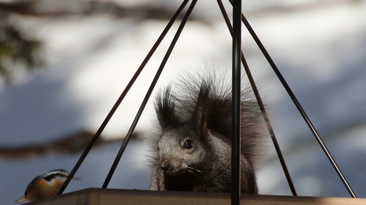 Squirrel, Abert's 1