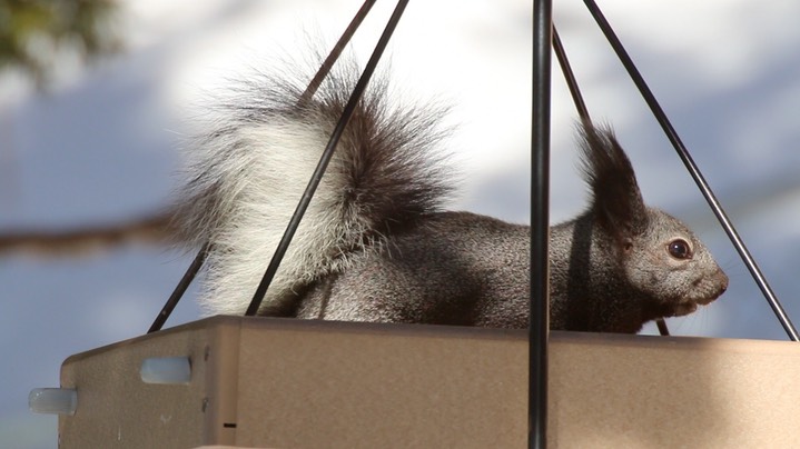 Squirrel, Abert's