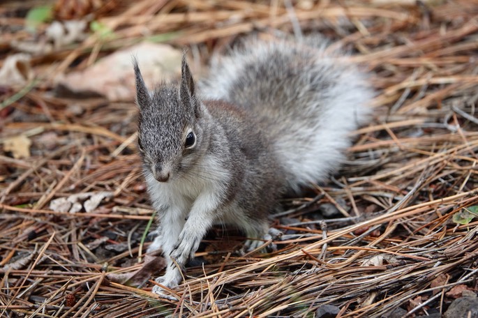 Squirrel, Abert's 2