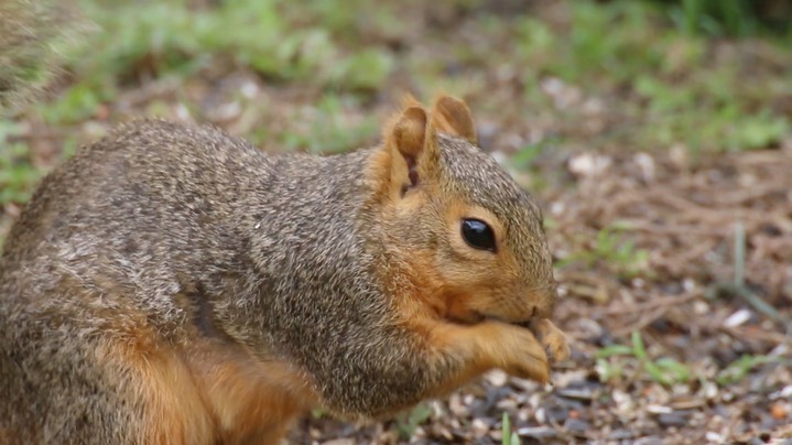 Squirrel, Fox (Texas)