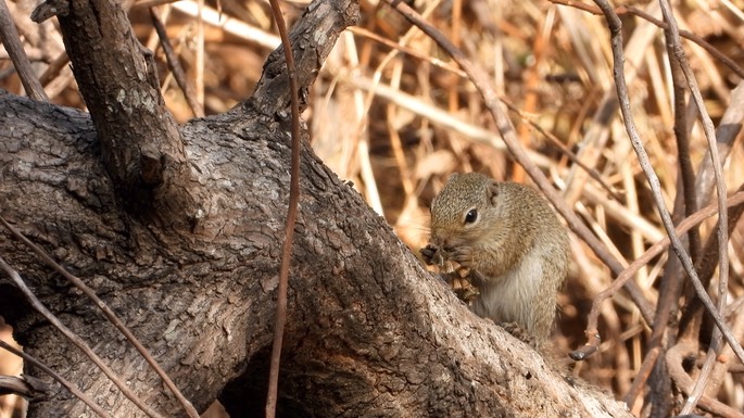 Squirrel, Gambian Sun 1