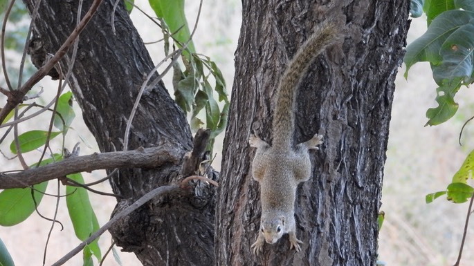 Squirrel, Gambian Sun 2