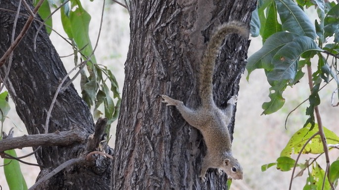 Squirrel, Gambian Sun 3