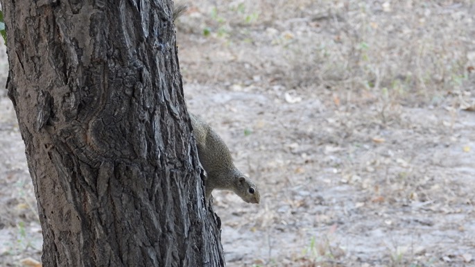 Squirrel, Gambian Sun 4