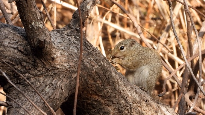 Squirrel, Gambian Sun 5