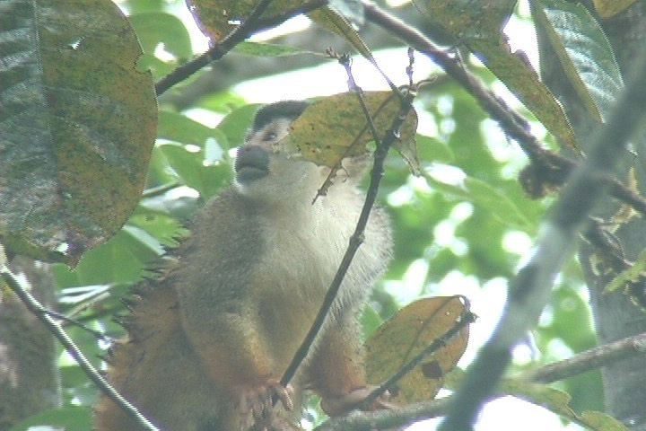 Squirrel Monkey, Red-backed 1