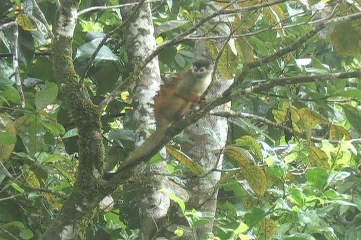 Squirrel Monkey, Red-backed 2