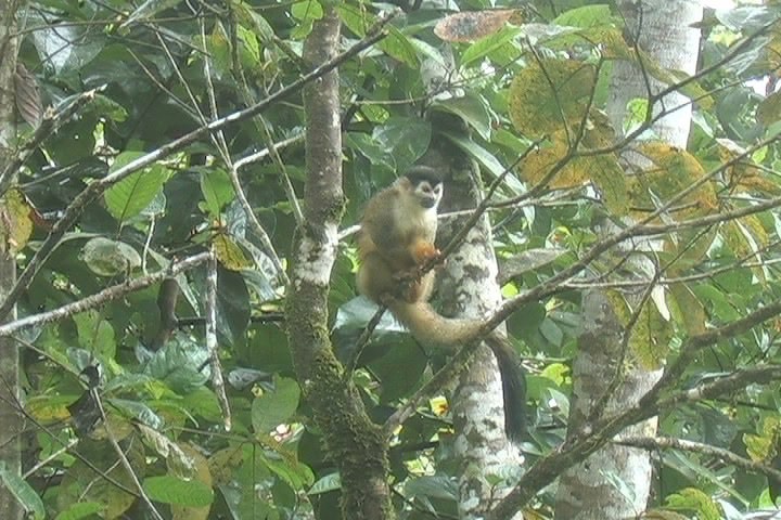 Squirrel Monkey, Red-backed 6