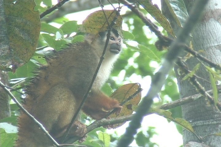 Squirrel Monkey, Red-backed 3