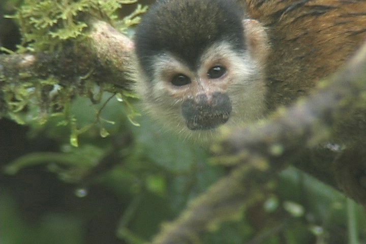 Squirrel Monkey, Red-backed 4