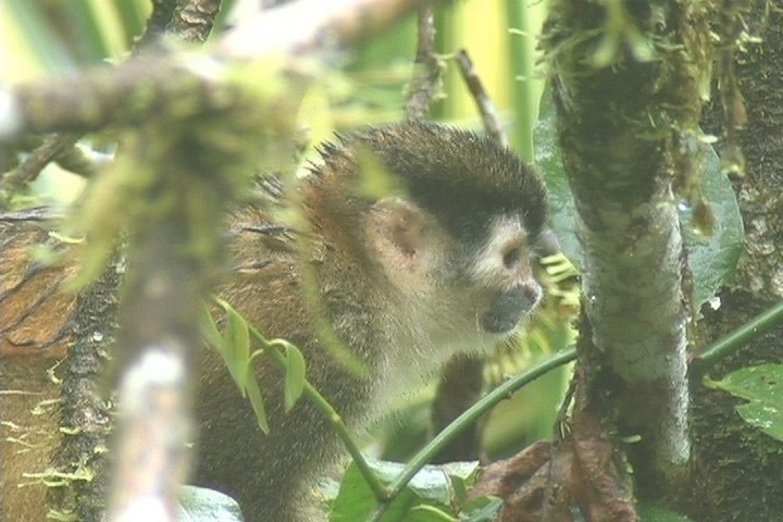 Squirrel Monkey, Red-backed 5