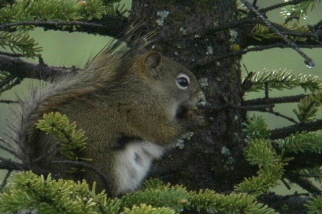 Squirrel, Red 1