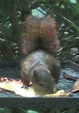 Squirrel, Red-tailed 1