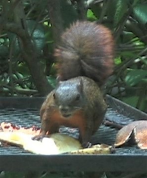 Squirrel, Red-tailed 2