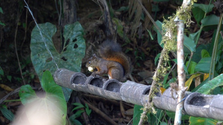 Squirrel, Red-tailed (Cerro Montezuma, Colombia)