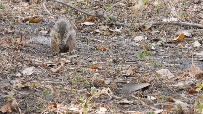 Squirrel, Striped Ground - Senegal 1