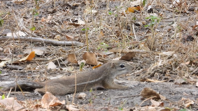 Squirrel, Striped Ground - Senegal 3