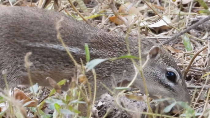 Squirrel, Striped Ground - Senegal 4