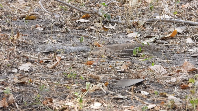 Squirrel, Striped Ground - Senegal 2