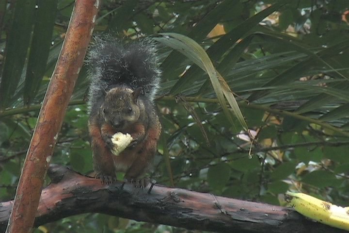 Squirrel, Variegated 30