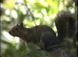 Squirrel, Western Grey