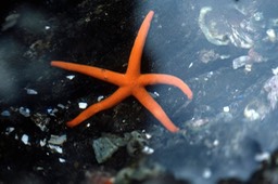 starfish456